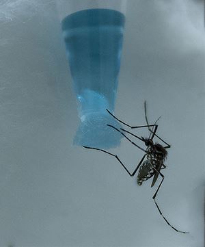 A female Aedes mosquito drinks sugar bait containing insecticides prepared in Scheel's lab. 