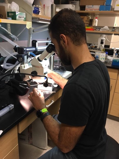 Mohammad Aref at microscope in lab