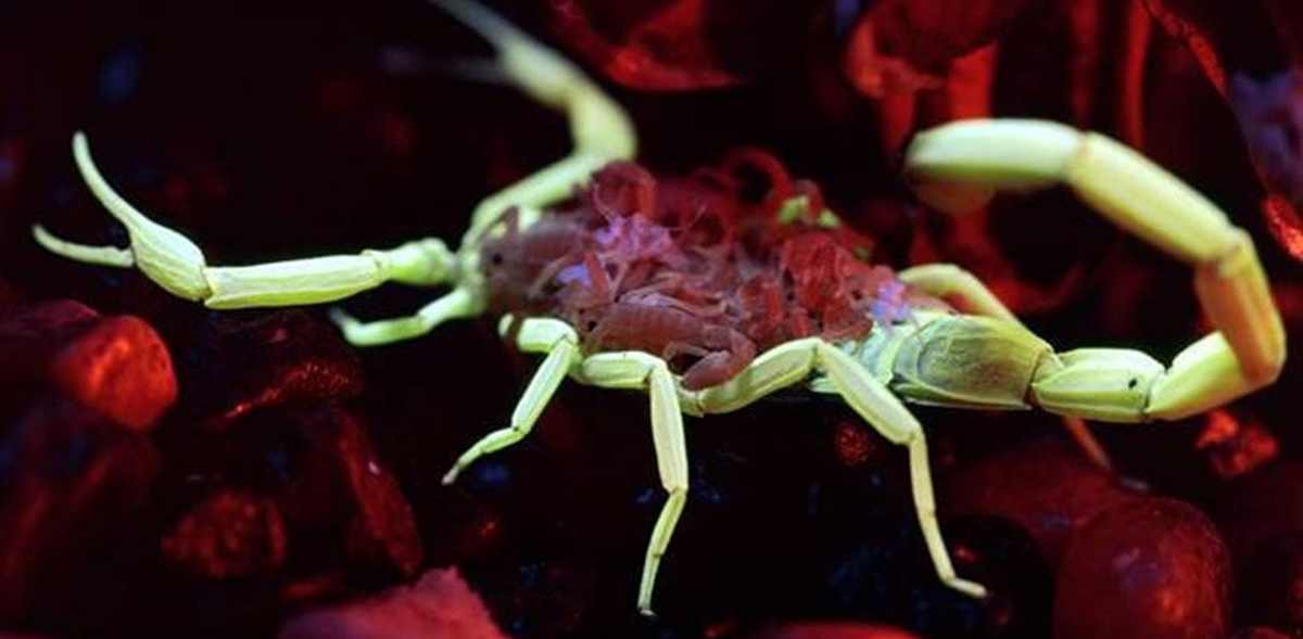 a close up photo of a scorpion