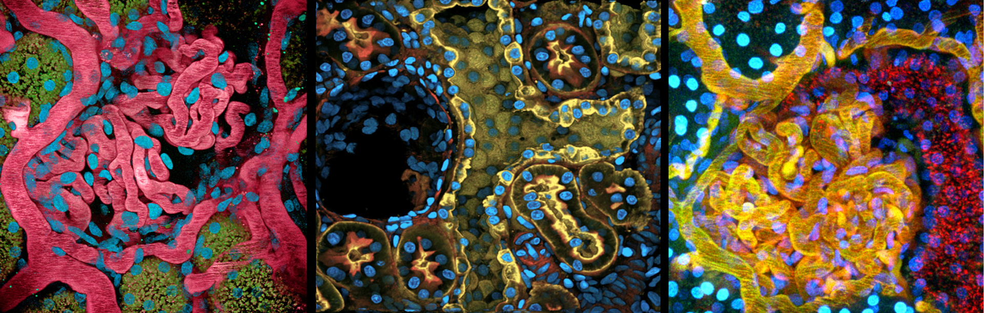 microscopy images from the obrien center