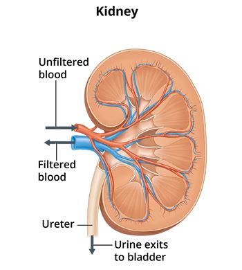 Diagram of a kidney shows unfiltered blood flowing into the kidney through the renal artery and filtered blood exiting through the renal vein. The ureter carries urine from the kidney to the bladder.