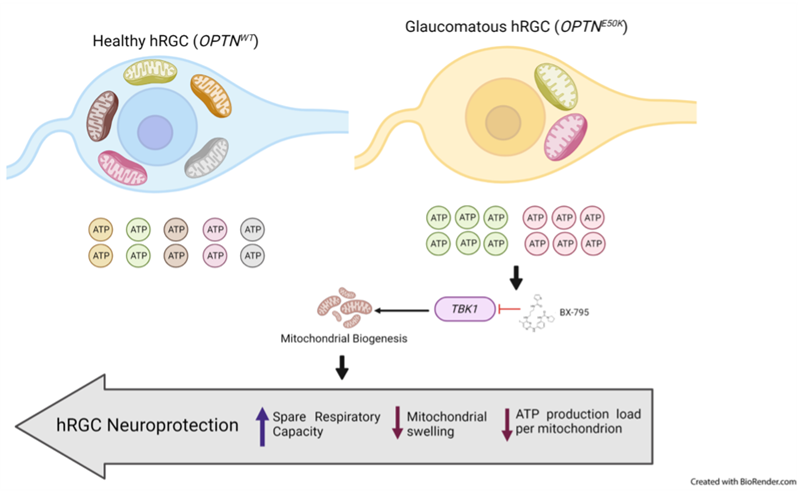 graphic showing how restoring mitochondrial homeostasis in the diseased neurons can protect the optic nerve cells from being damaged